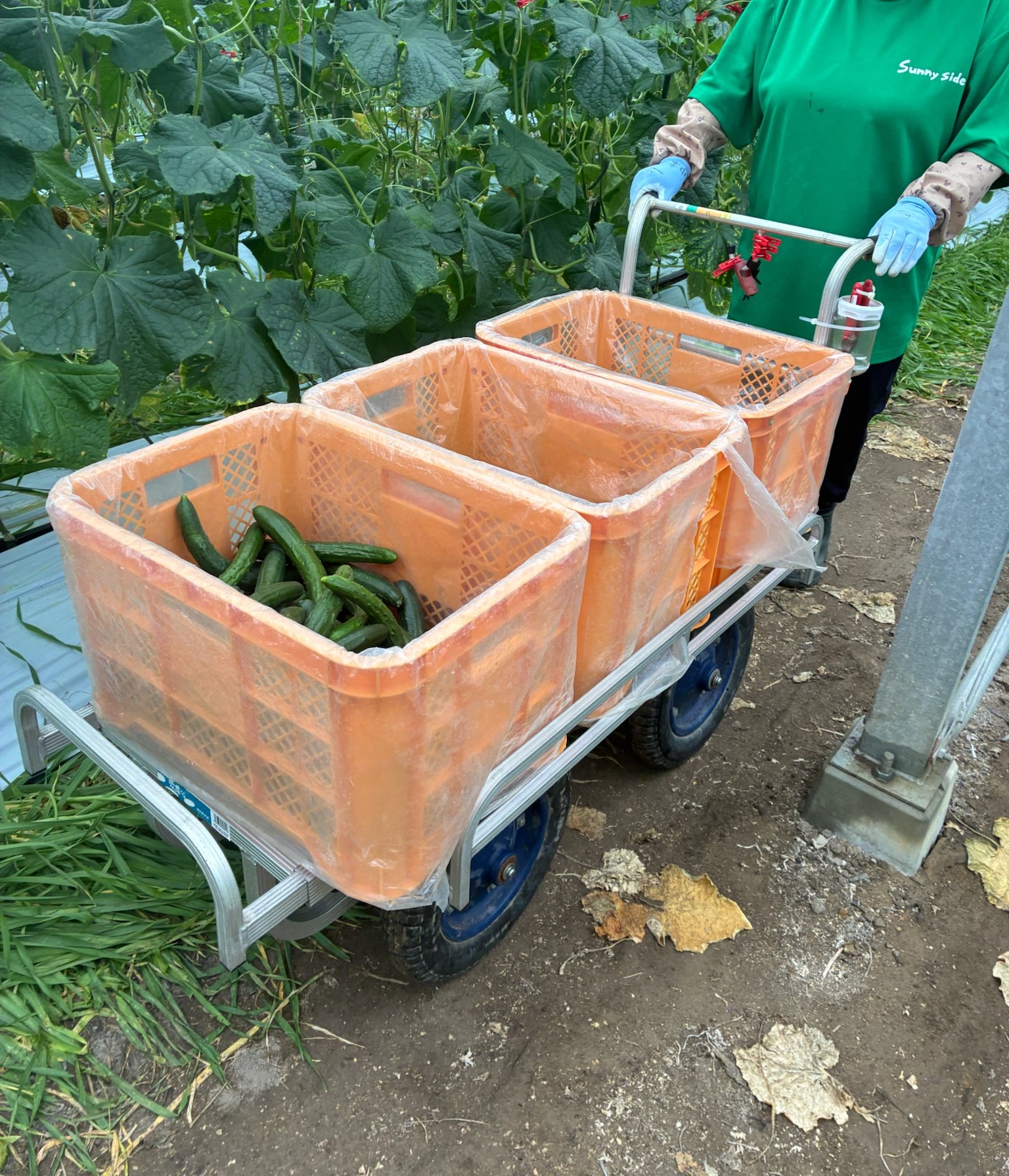 利用者が畑で農作業をしている様子